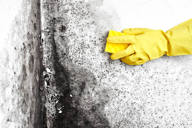Best Bathroom Mold Remediation in Elburn, IL