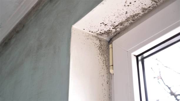 Best Residential Mold Remediation in Elburn, IL