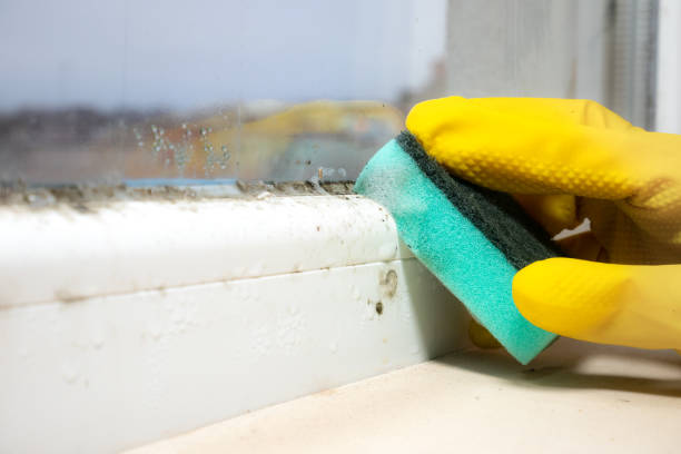 Best Residential Mold Remediation in Elburn, IL