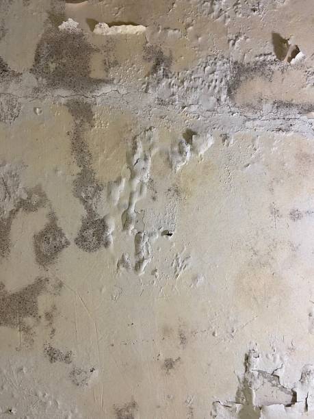 Best Mold Testing and Inspection Services in Elburn, IL