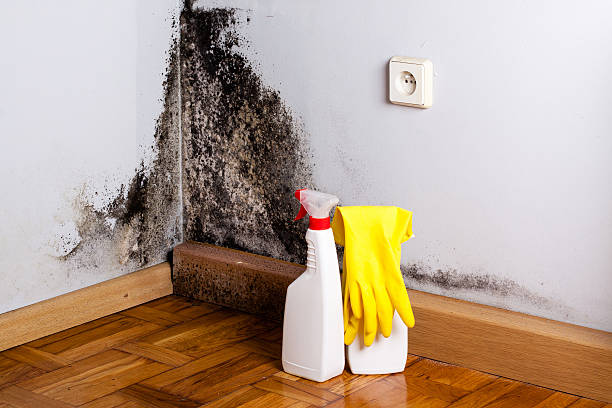 Best White Mold Remediation in Elburn, IL