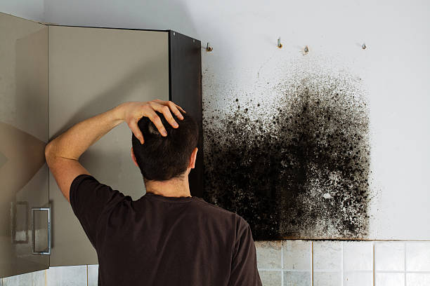Best Basement Mold Remediation in Elburn, IL