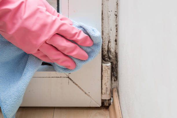 Best Industrial Mold Remediation in Elburn, IL