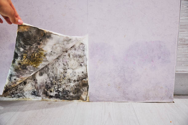 Best Localized Mold Remediation (e.g., coastal areas, humid climates) in Elburn, IL